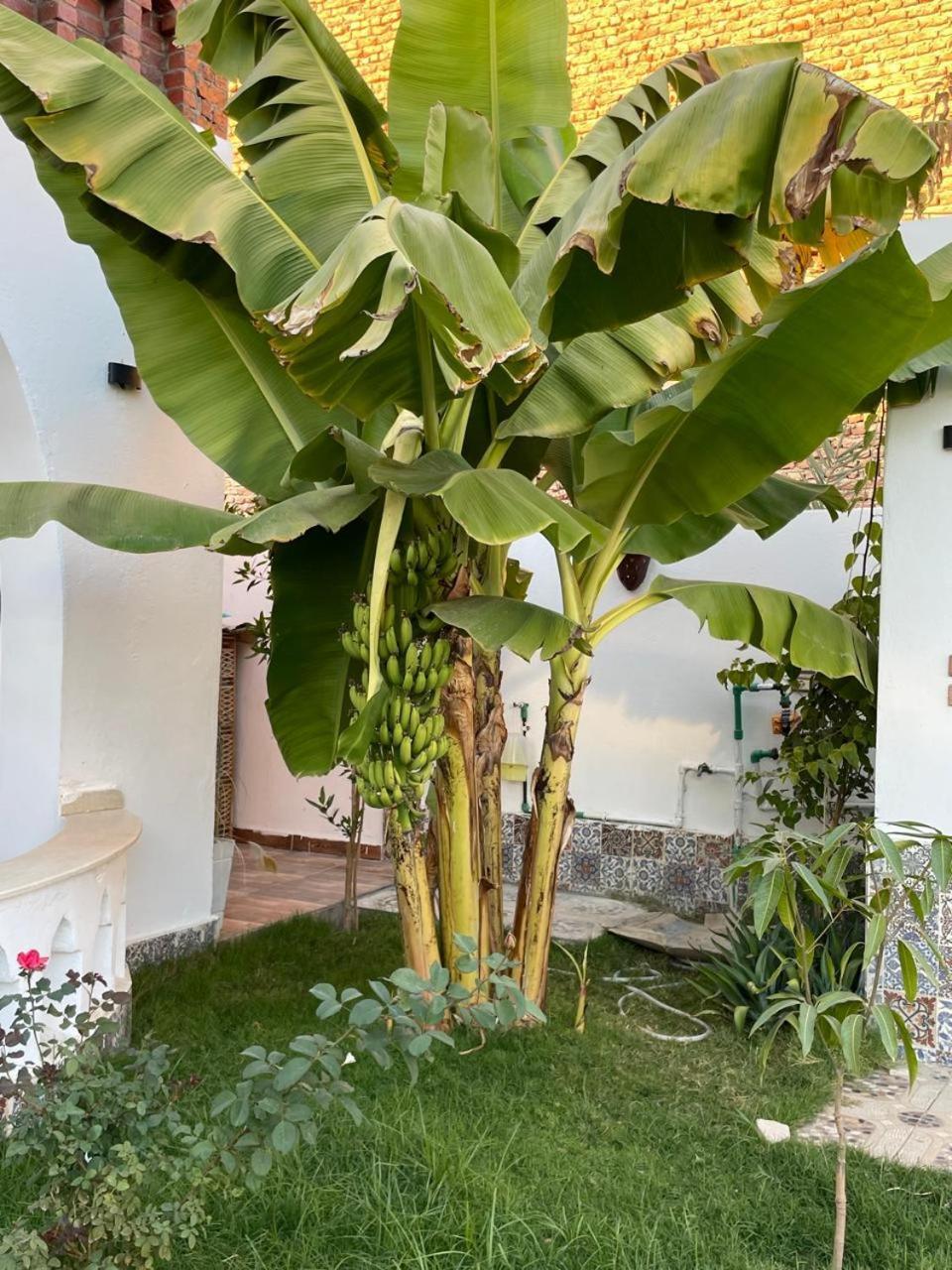 Villa Kemet Jazirat al Awwamiyah Buitenkant foto